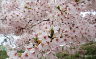 雲海桜