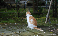 江島神社奥津宮に棲む。吾輩は猫である。