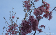 桜、咲き始め